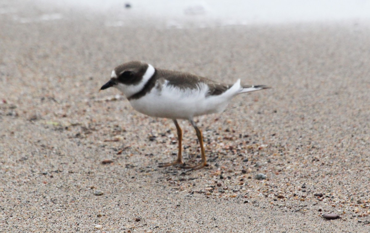 Semipalmated Plover - ML559500801