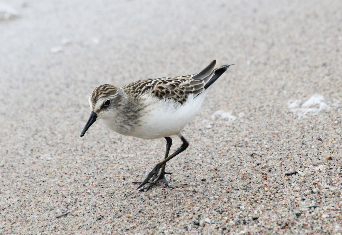 Semipalmated Sandpiper - ML559500821