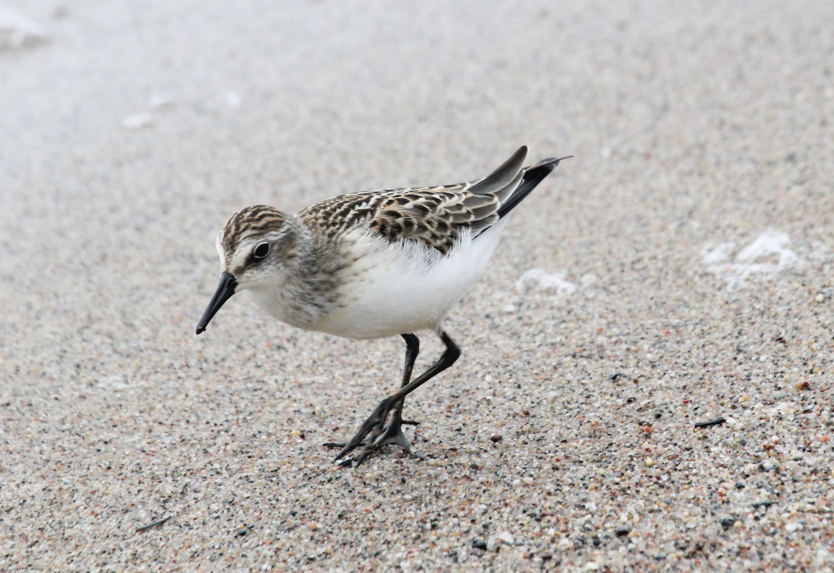 Sandstrandläufer - ML559500821