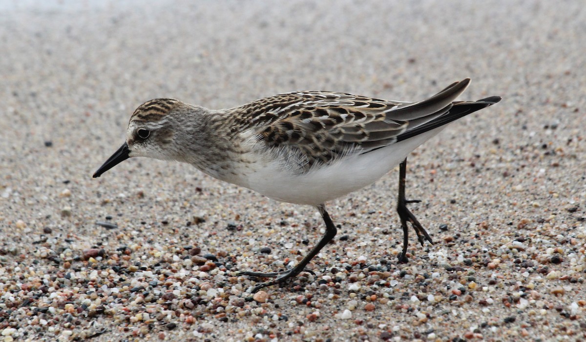 Semipalmated Sandpiper - ML559500831