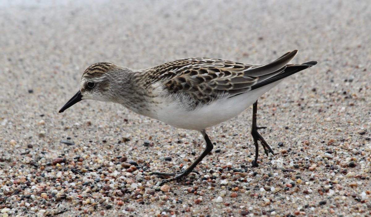 Sandstrandläufer - ML559500831