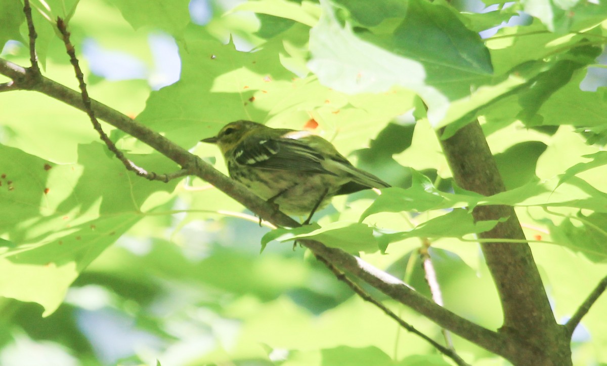Cape May Warbler - ML559500851
