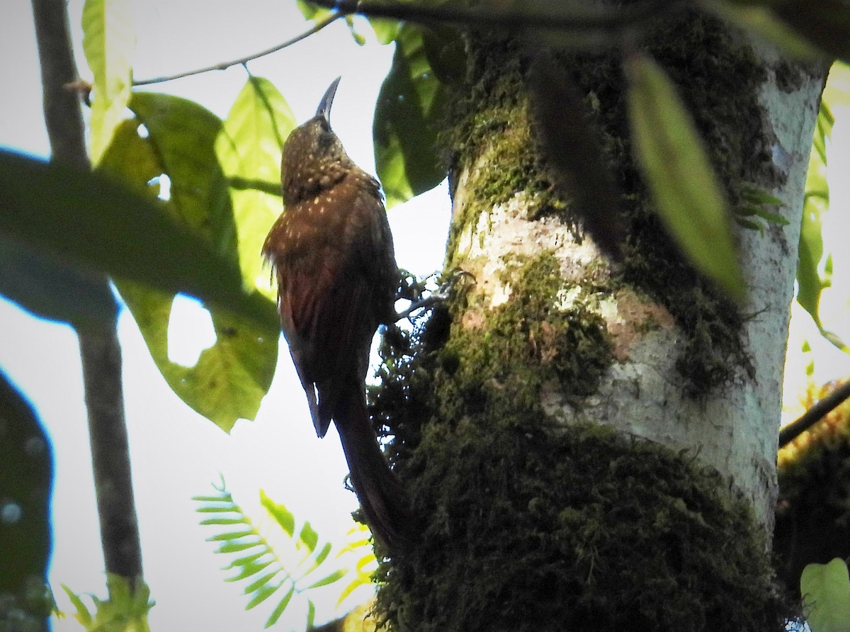 Spotted Woodcreeper - ML559501051
