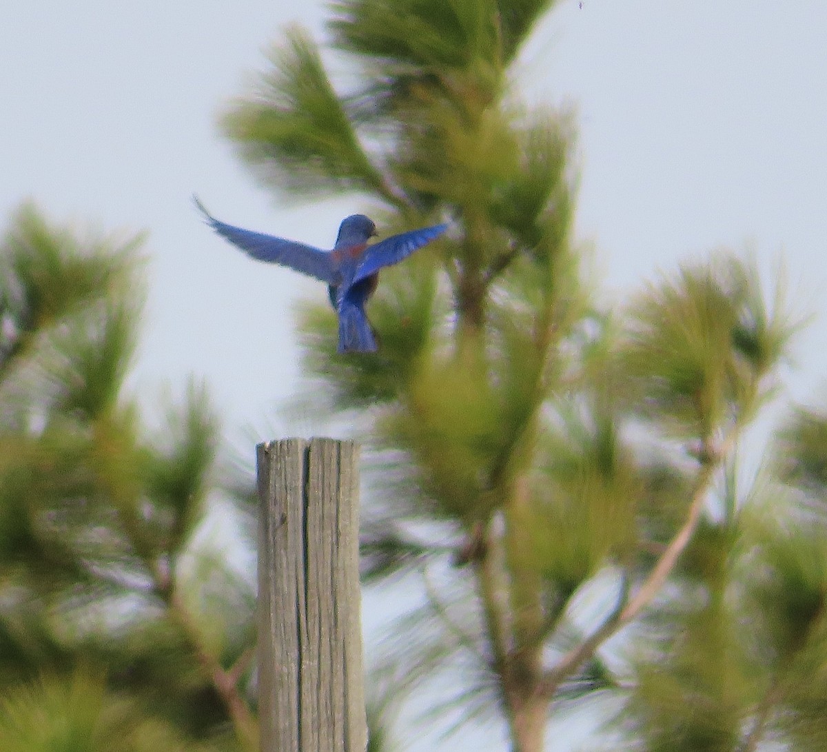 Western Bluebird - ML559501781