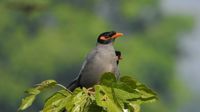 Bank Myna - ML559501981