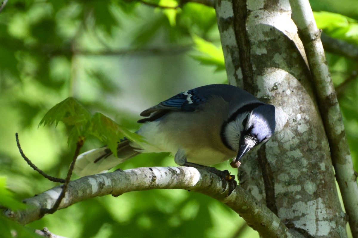 Blue Jay - ML559502301