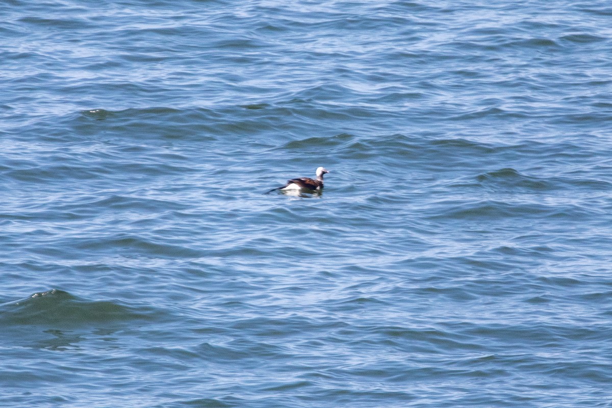 Long-tailed Duck - ML559504191