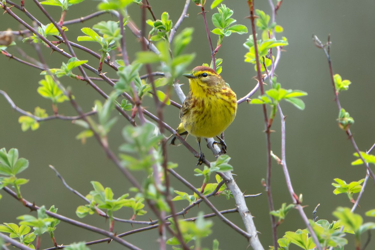 Palm Warbler - ML559505181