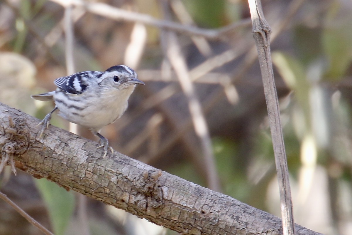 Black-and-white Warbler - ML559505761