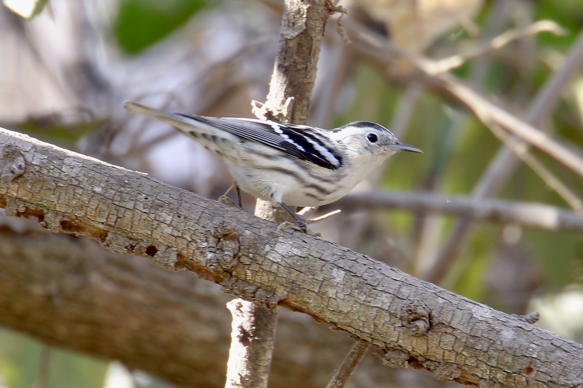 Black-and-white Warbler - ML559505811