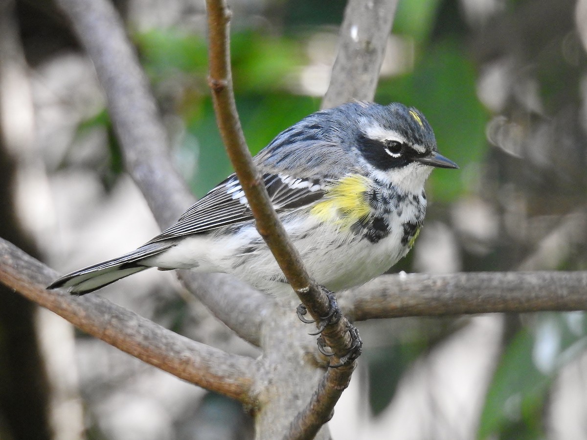 Yellow-rumped Warbler (Myrtle) - Jack Edick