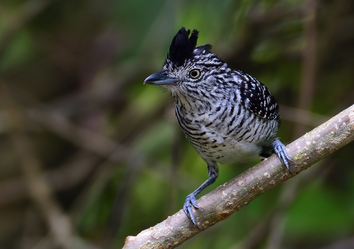 Barred Antshrike - Ad Konings