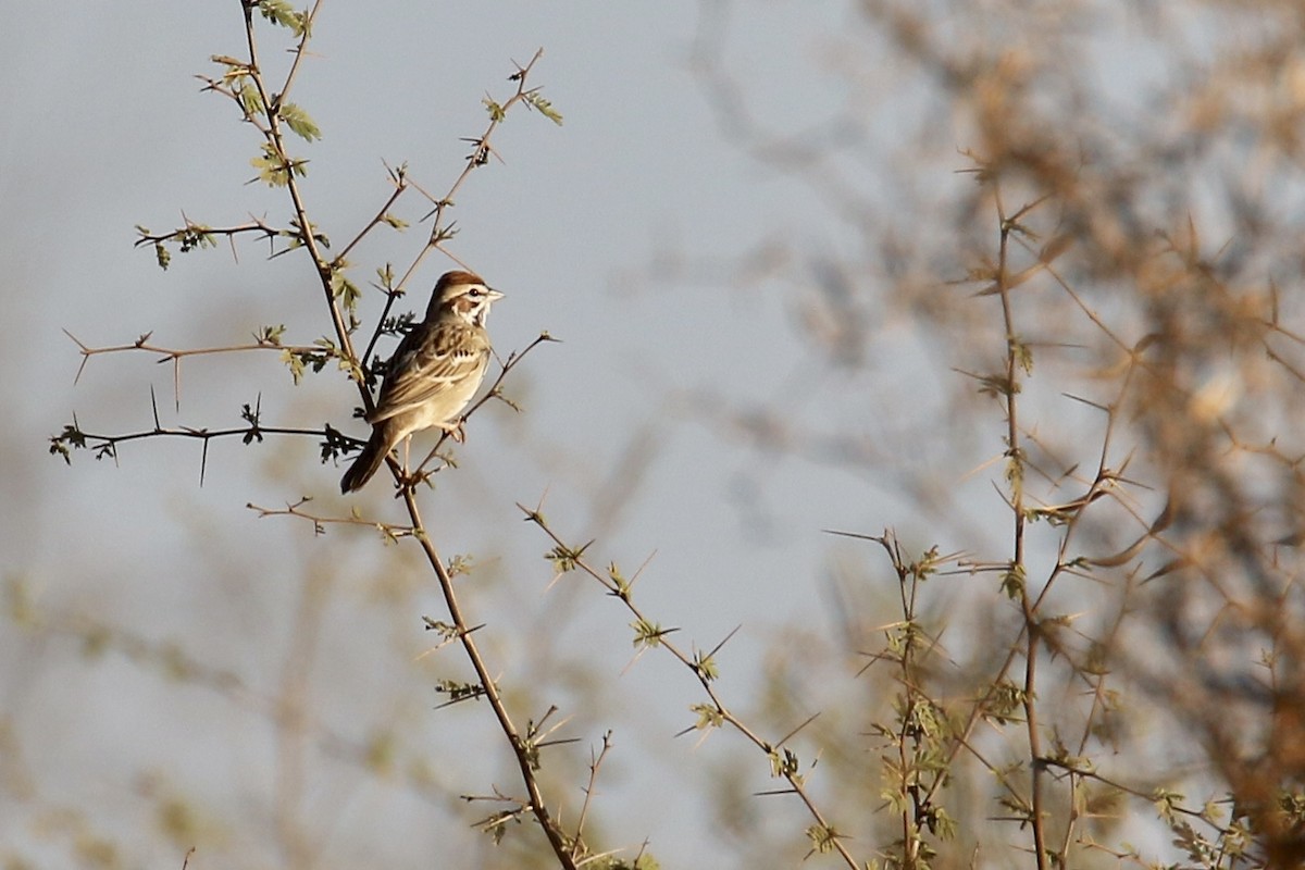 Lark Sparrow - ML559507831