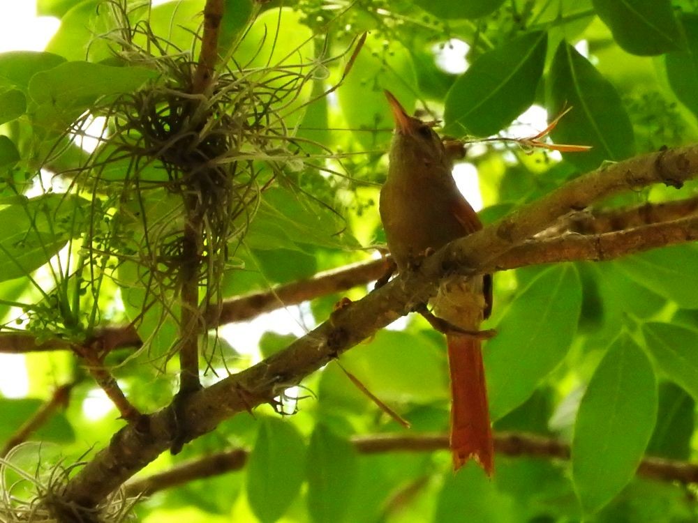 Crested Spinetail - ML559508641
