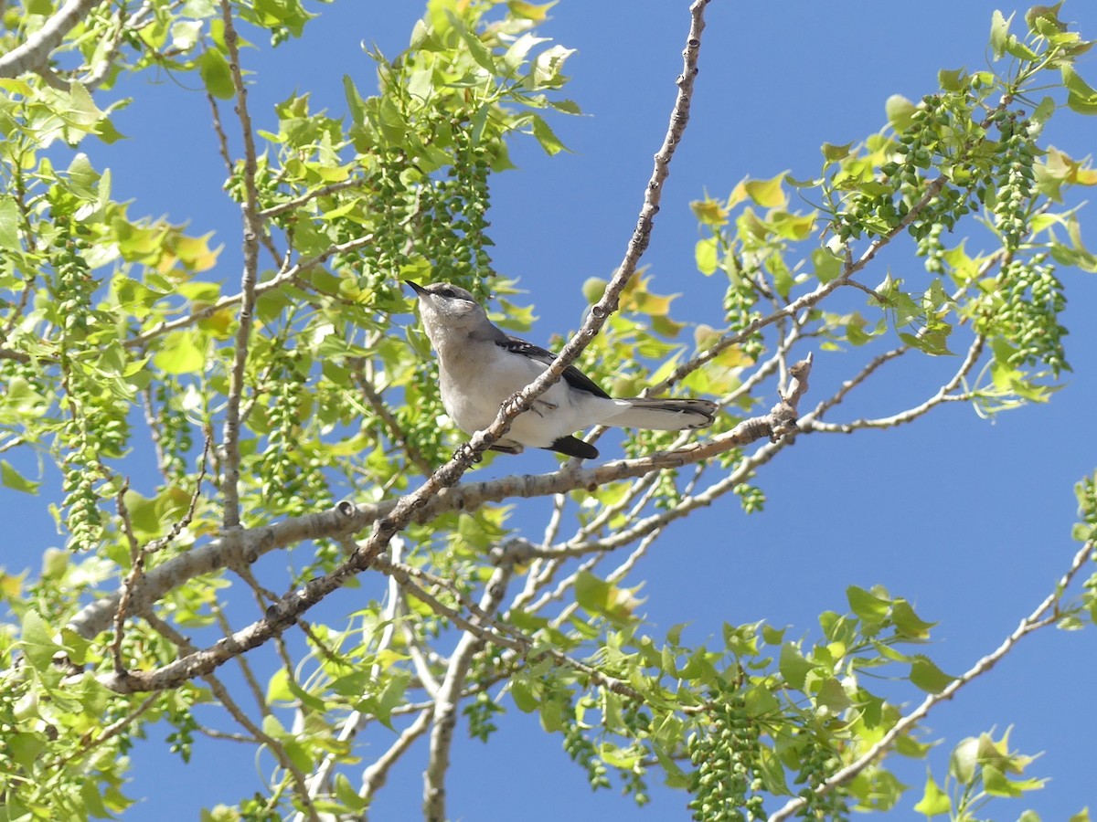 Northern Mockingbird - ML559509941