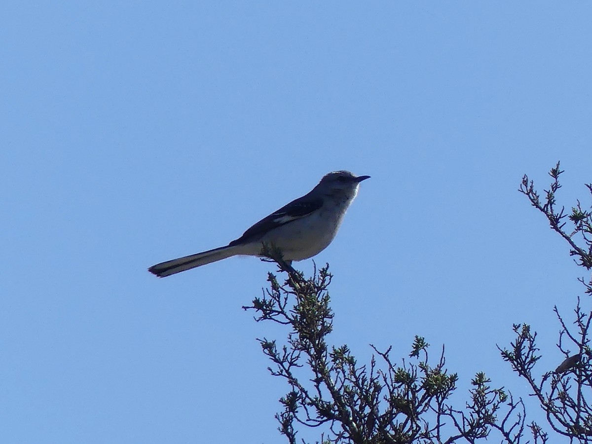 Northern Mockingbird - ML559510071