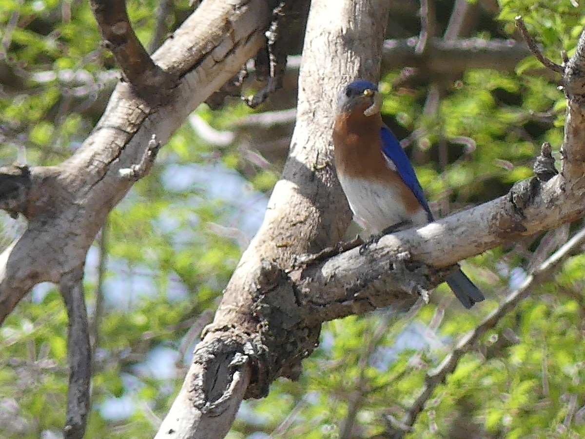 Eastern Bluebird - ML559510241