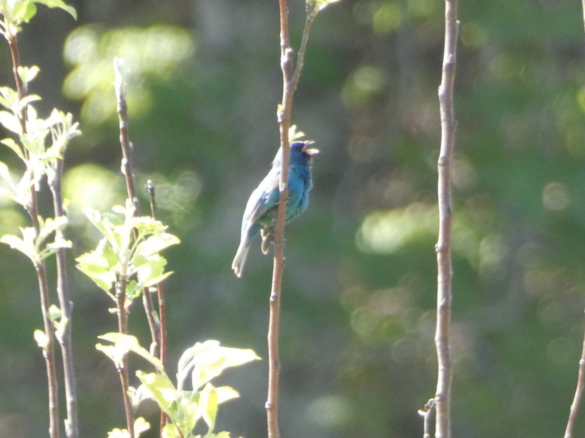 Indigo Bunting - ML559510491