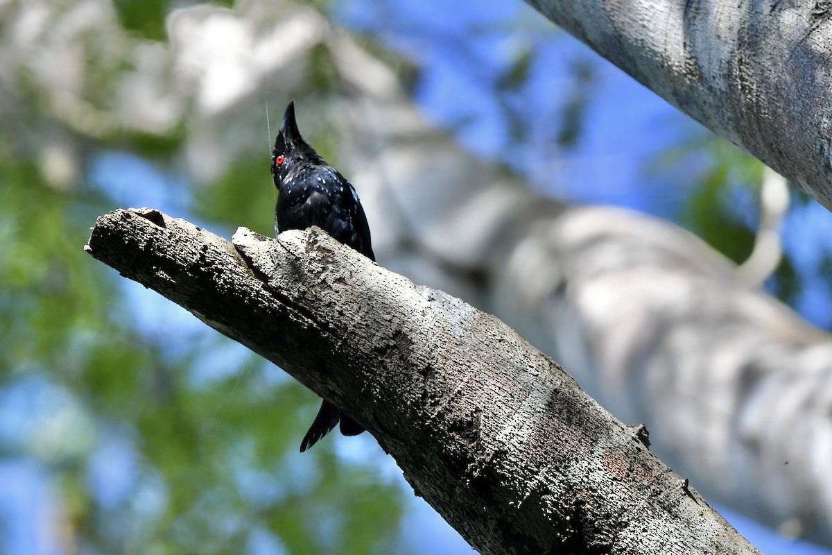 Wallacean Drongo (Flores) - Gerald Friesen