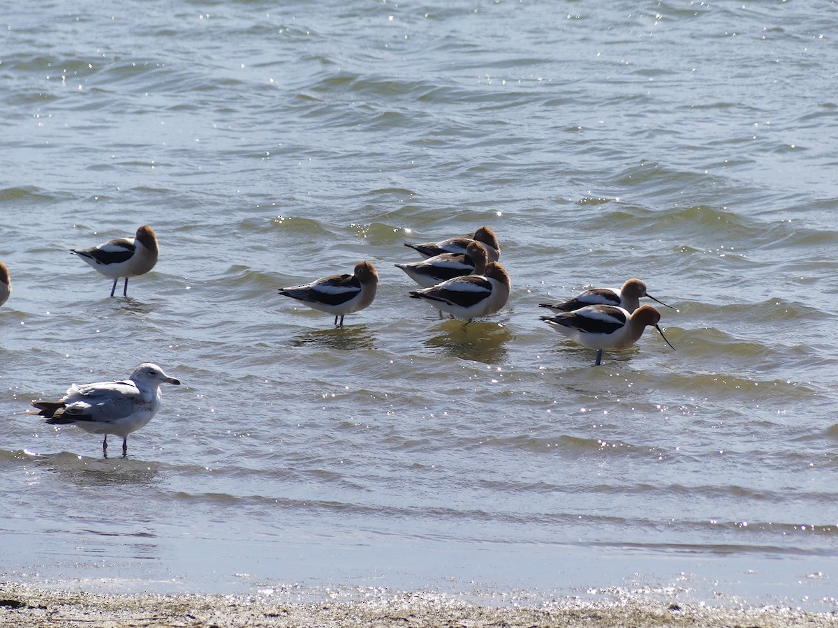 American Avocet - ML559510641