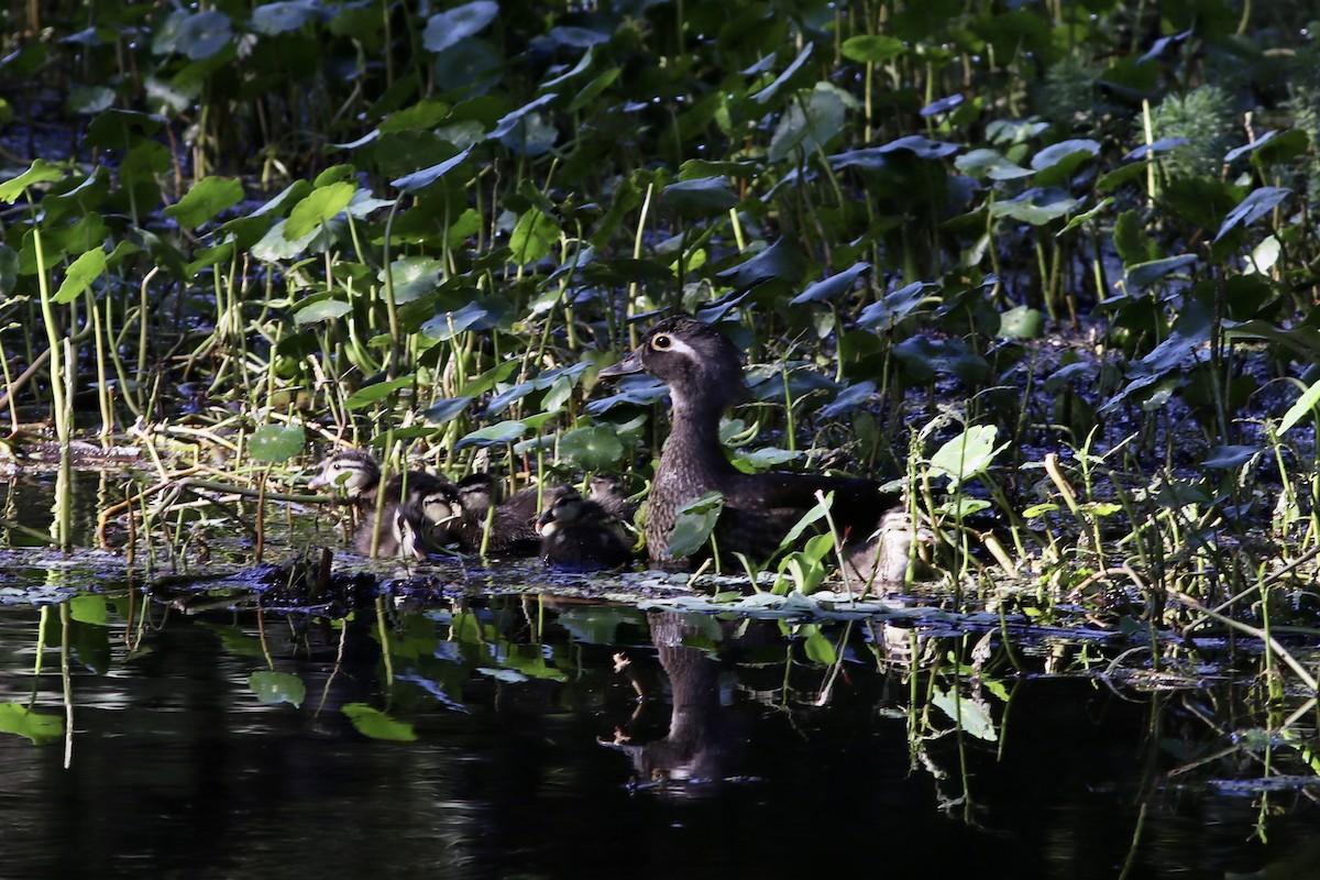 Wood Duck - ML559510741