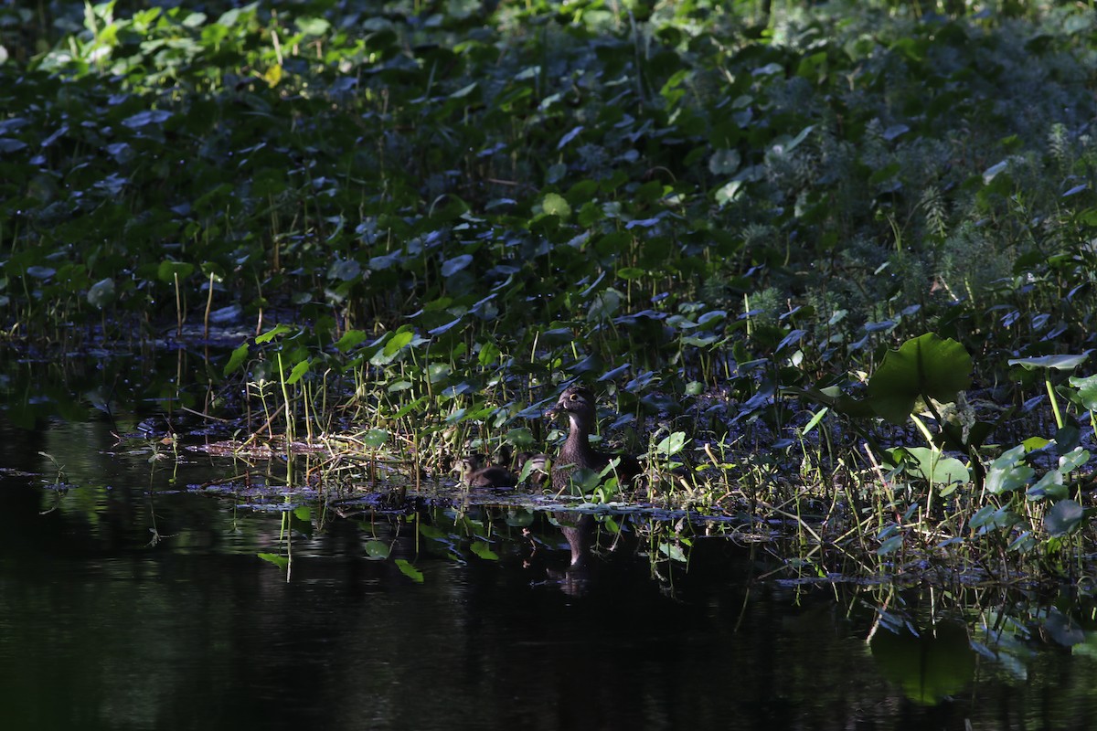 Wood Duck - ML559510751