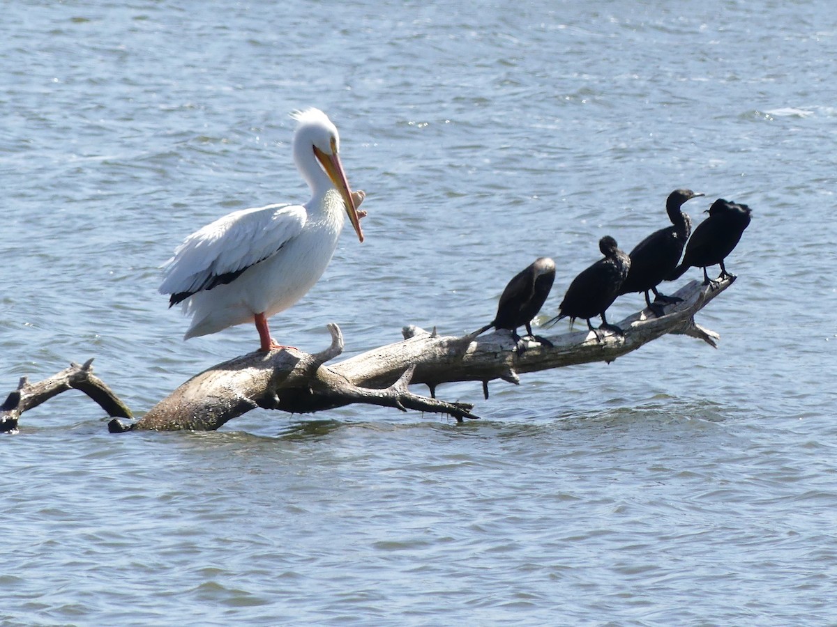 Double-crested Cormorant - ML559510781