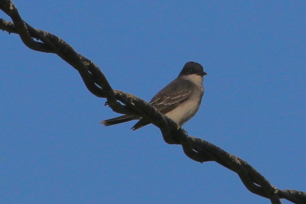 Eastern Kingbird - ML559510951