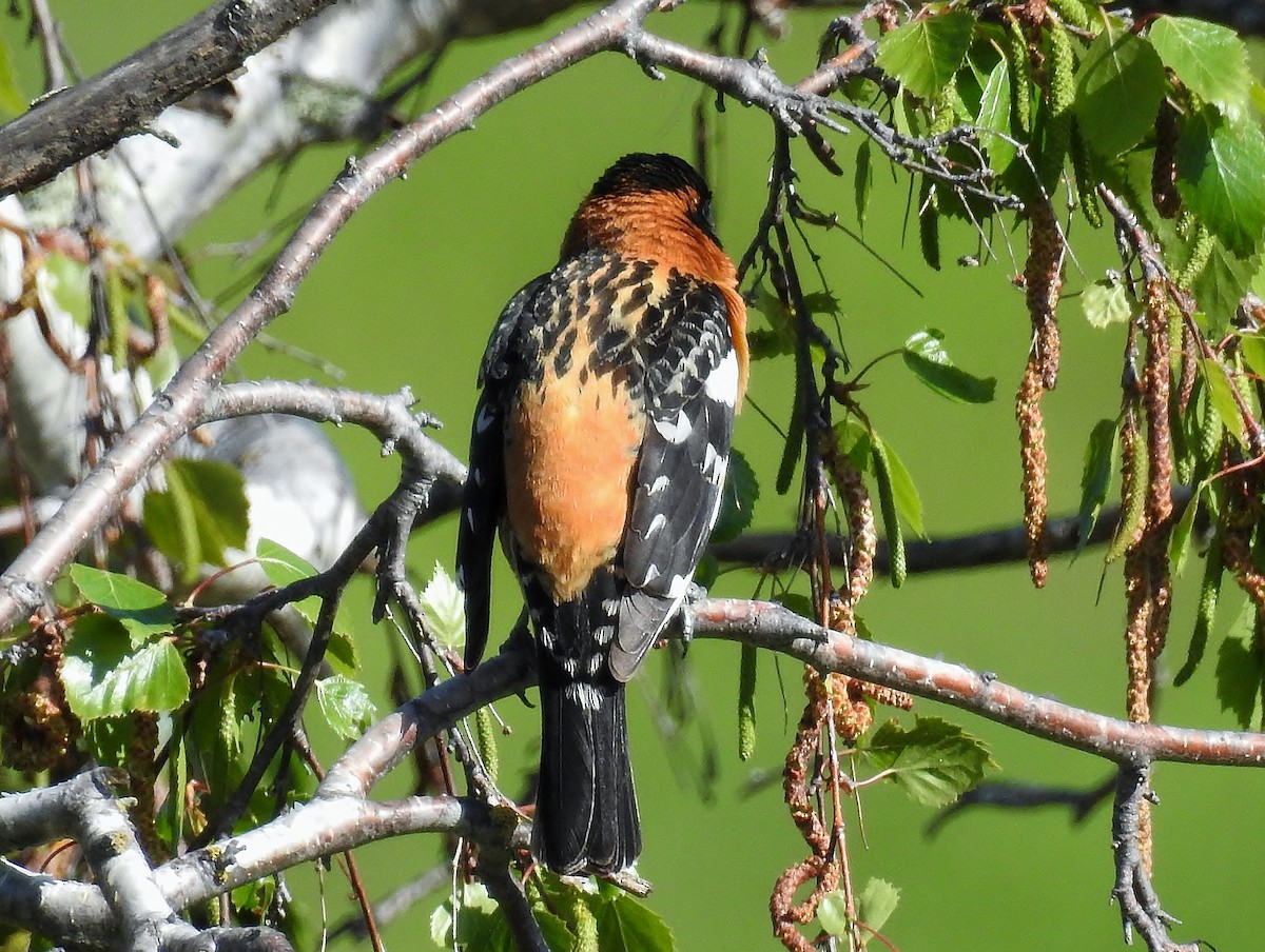 Black-headed Grosbeak - Jack Edick