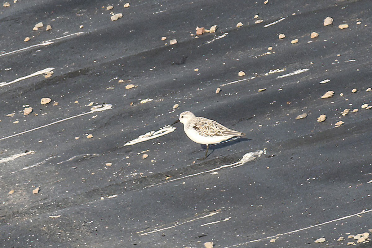 Bécasseau sanderling - ML559512611