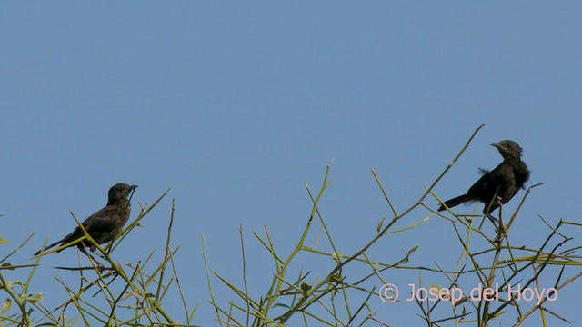 Northern Anteater-Chat - ML559513521