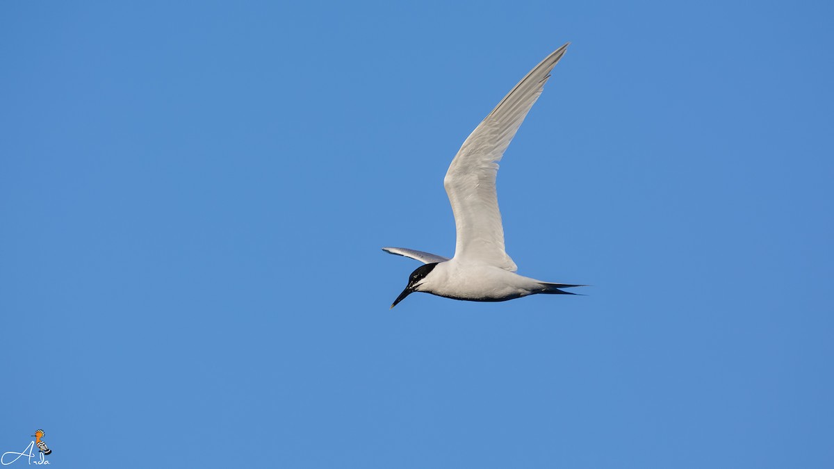 Sandwich Tern - Arda Dönerkayalı