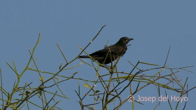 Northern Anteater-Chat - ML559514441