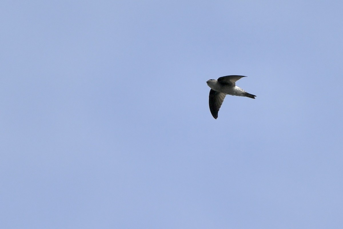 White-nest Swiftlet - Gerald Friesen