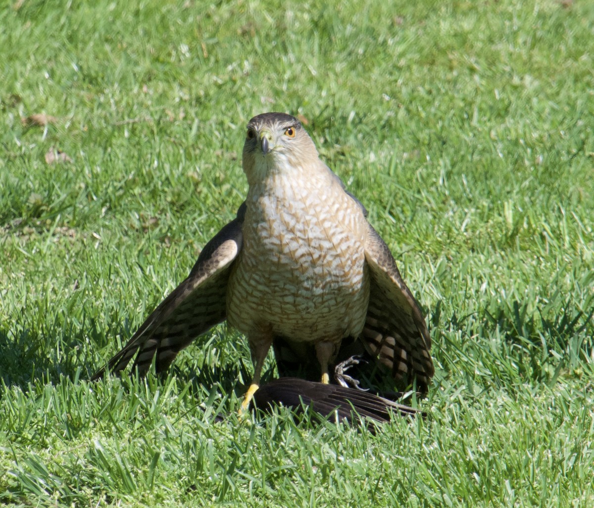 Cooper's Hawk - Michael Niven