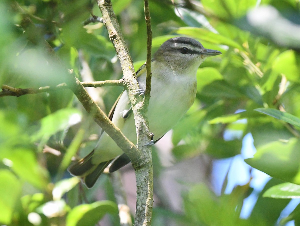 Red-eyed Vireo - ML559515721