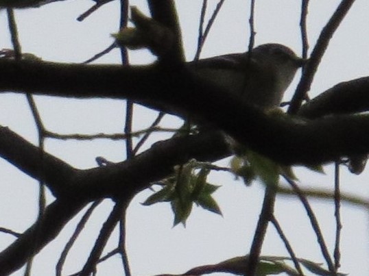 Blue-headed Vireo - ML55951711