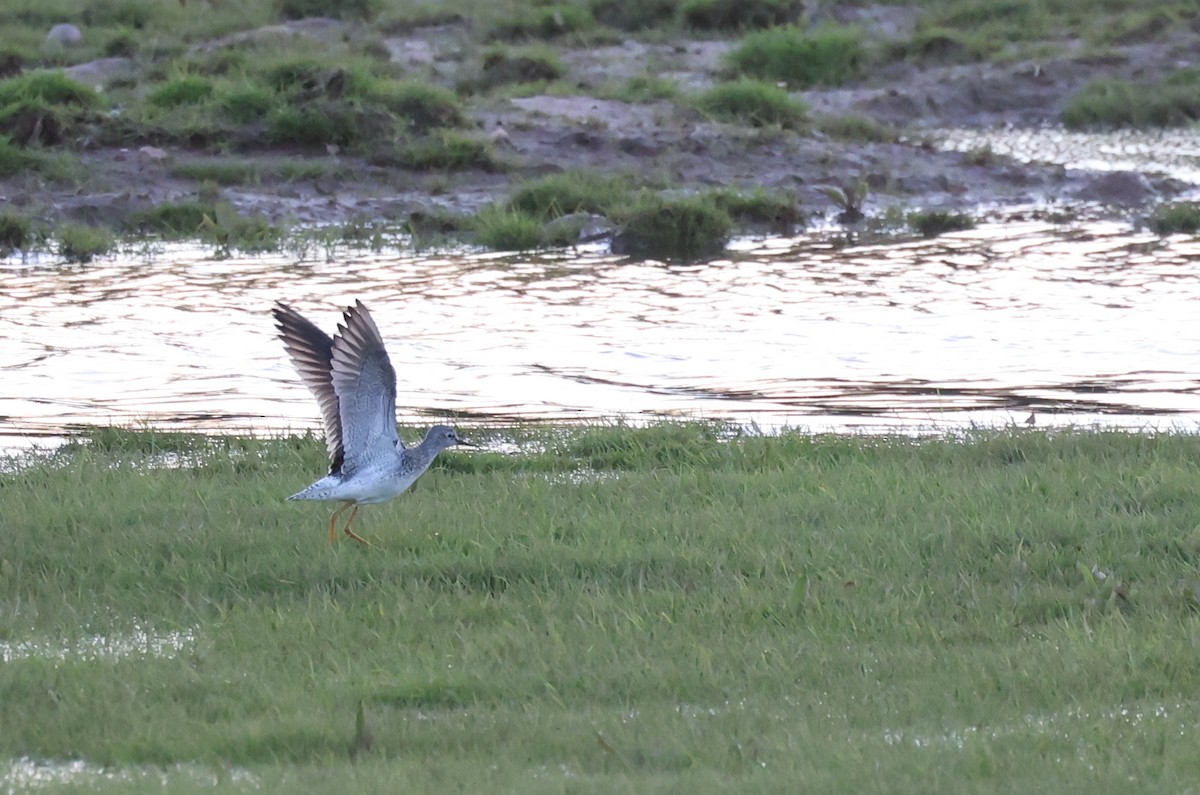 Lesser Yellowlegs - ML559518421