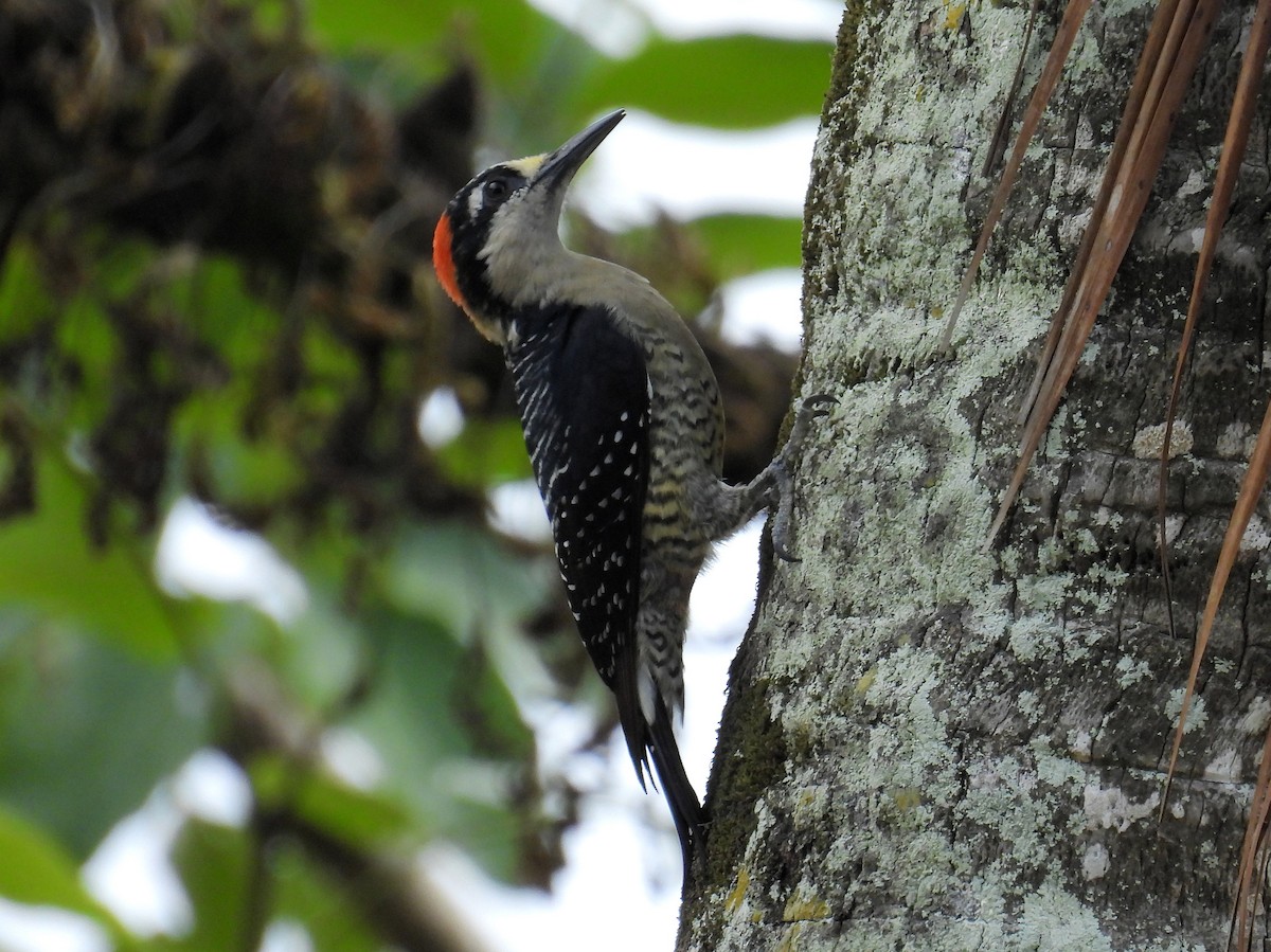 Black-cheeked Woodpecker - ML559518851