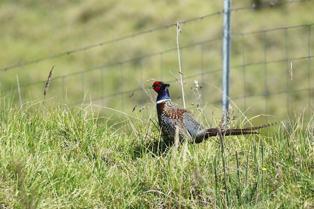 Ring-necked Pheasant - David Lang