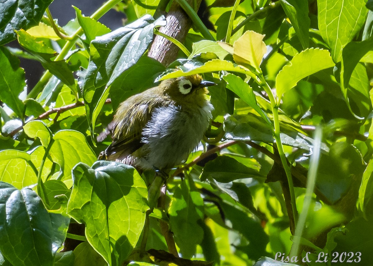 Taita White-eye - Lisa & Li Li