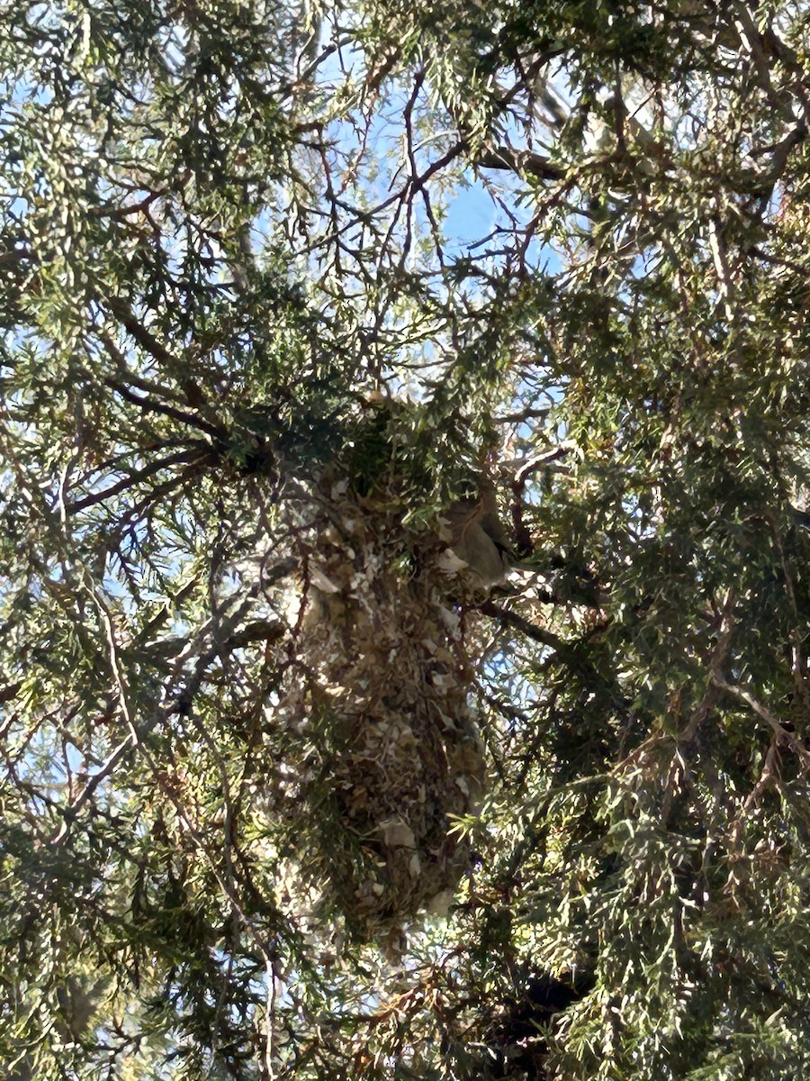 Bushtit (Interior) - ML559520501