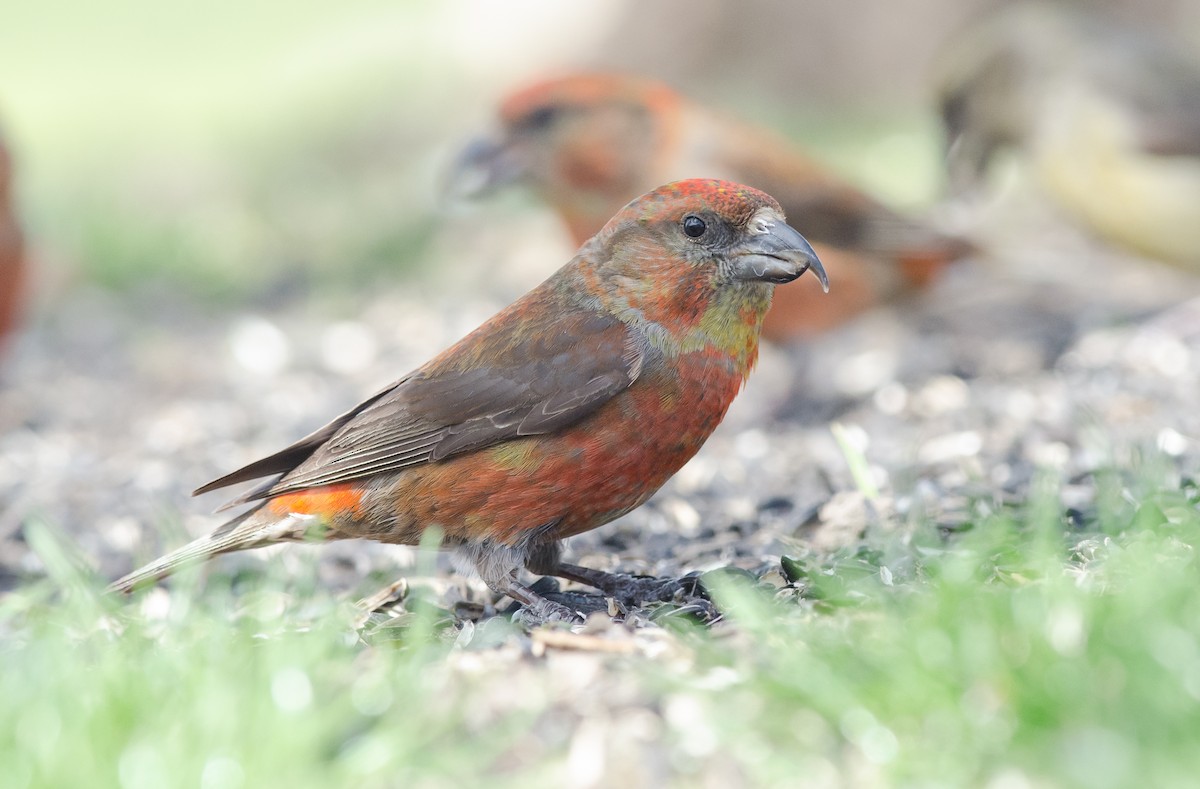 Red Crossbill (Ponderosa Pine or type 2) - ML55952051