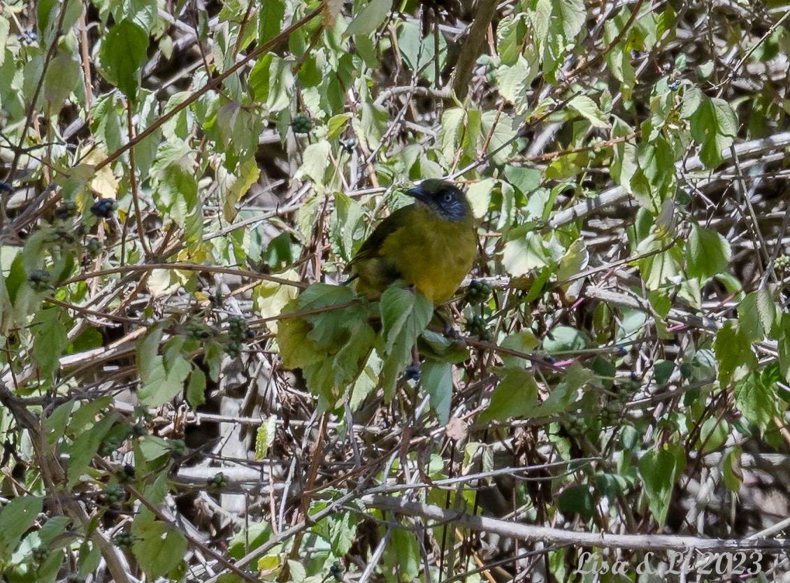 Bulbul montagnard (striifacies) - ML559520941