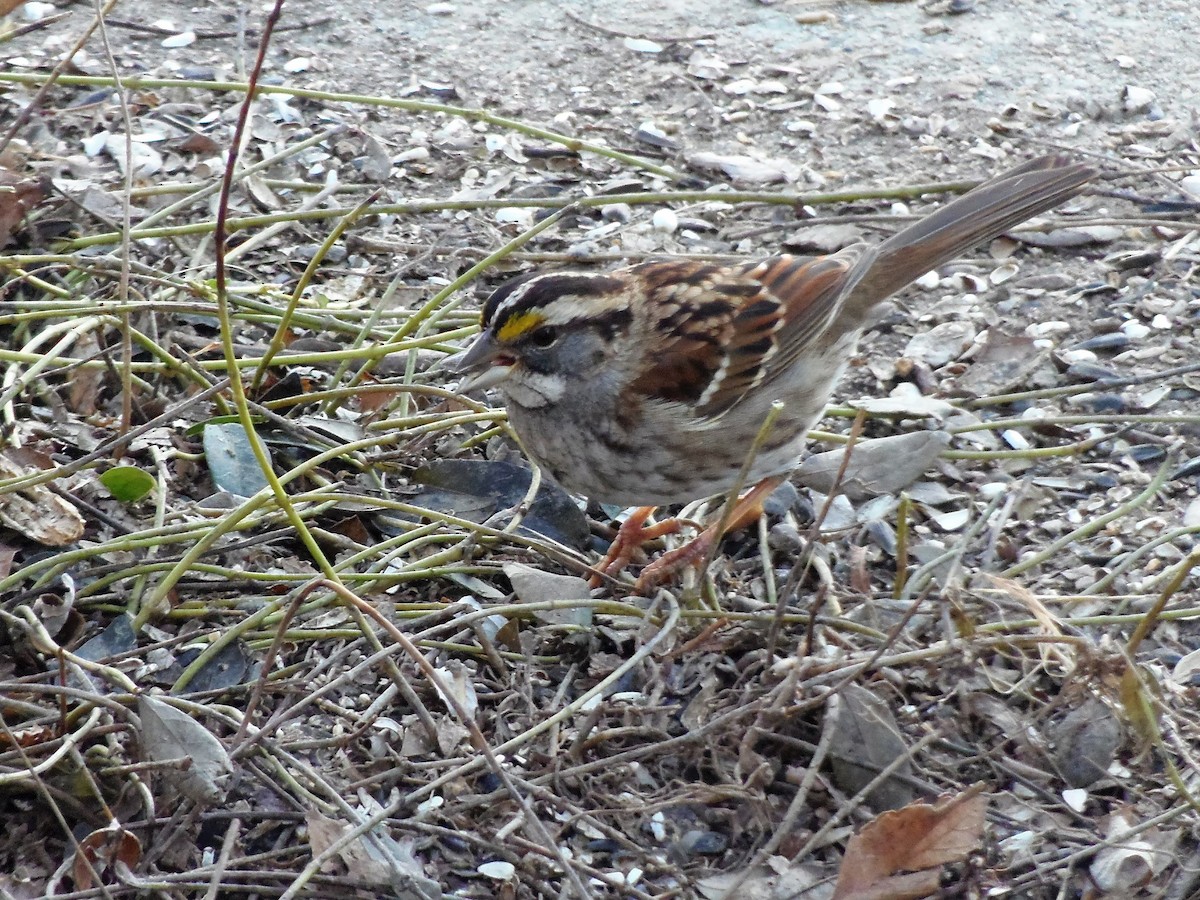 White-throated Sparrow - ML559523291