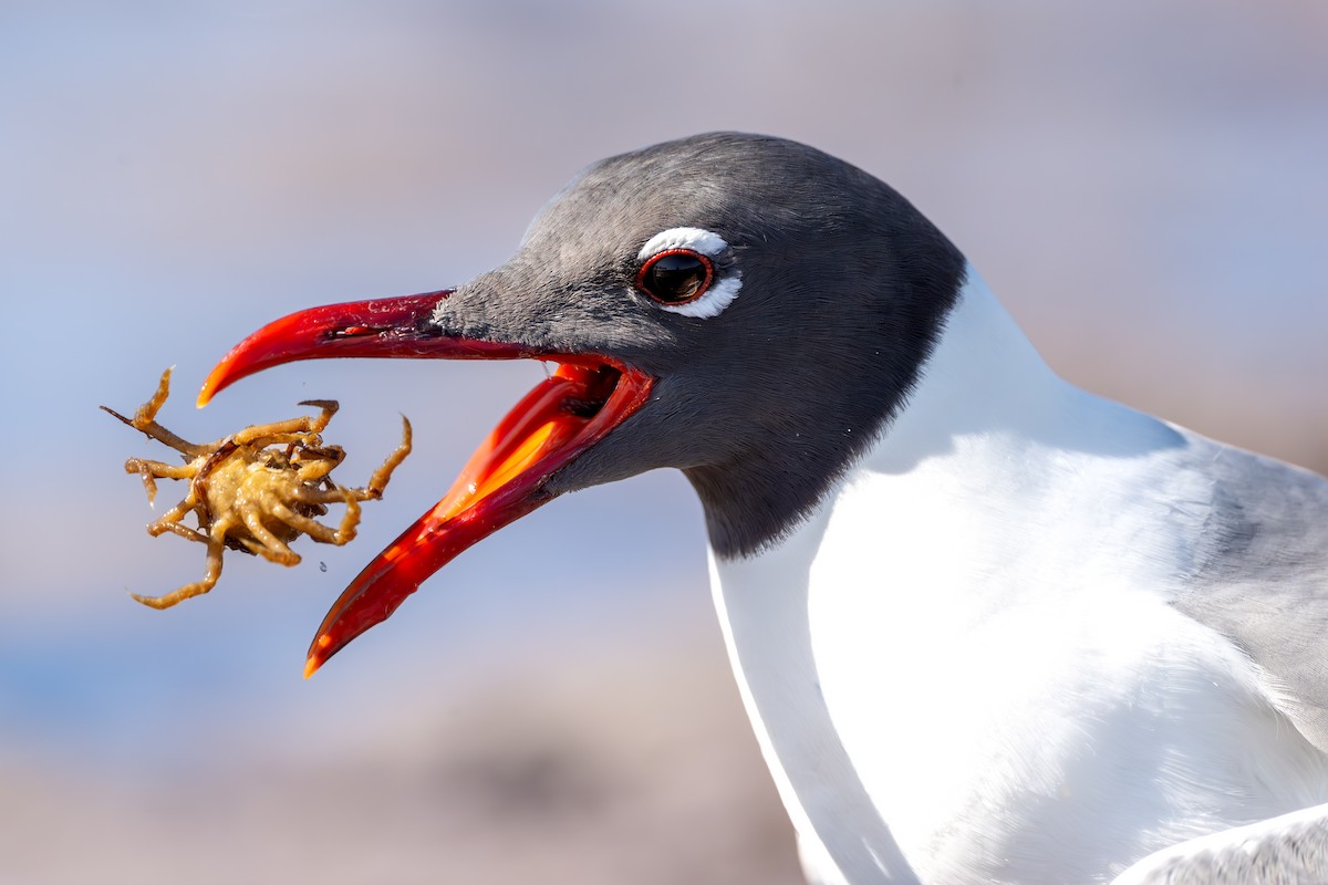 Laughing Gull - Ron Buening