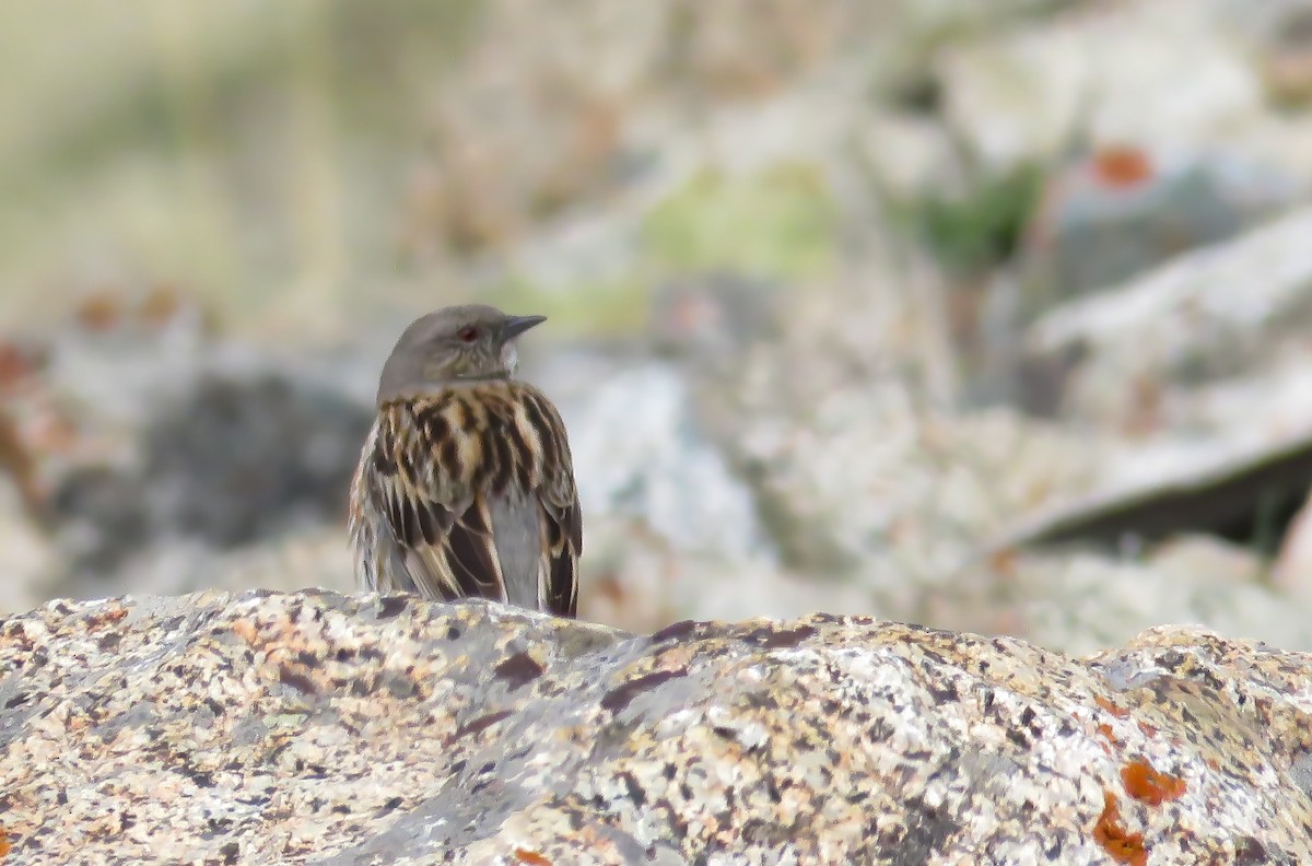 Altai Accentor - Chris Jones