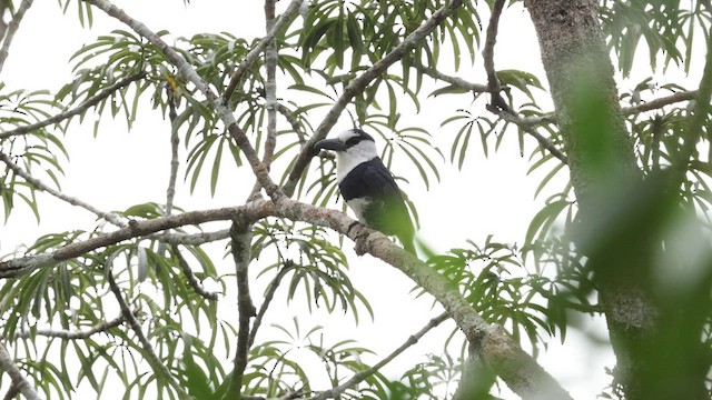 Tamatia à front blanc - ML559525211