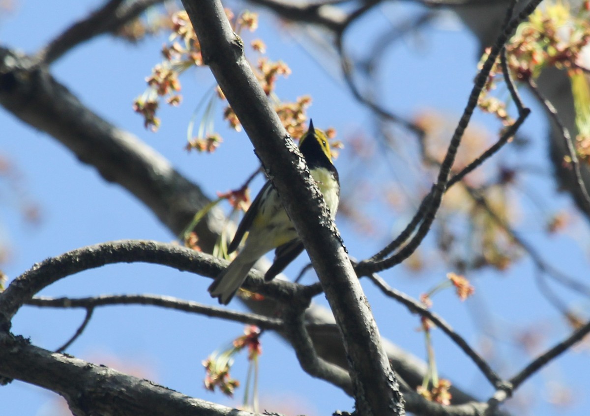 Black-throated Green Warbler - ML559526111