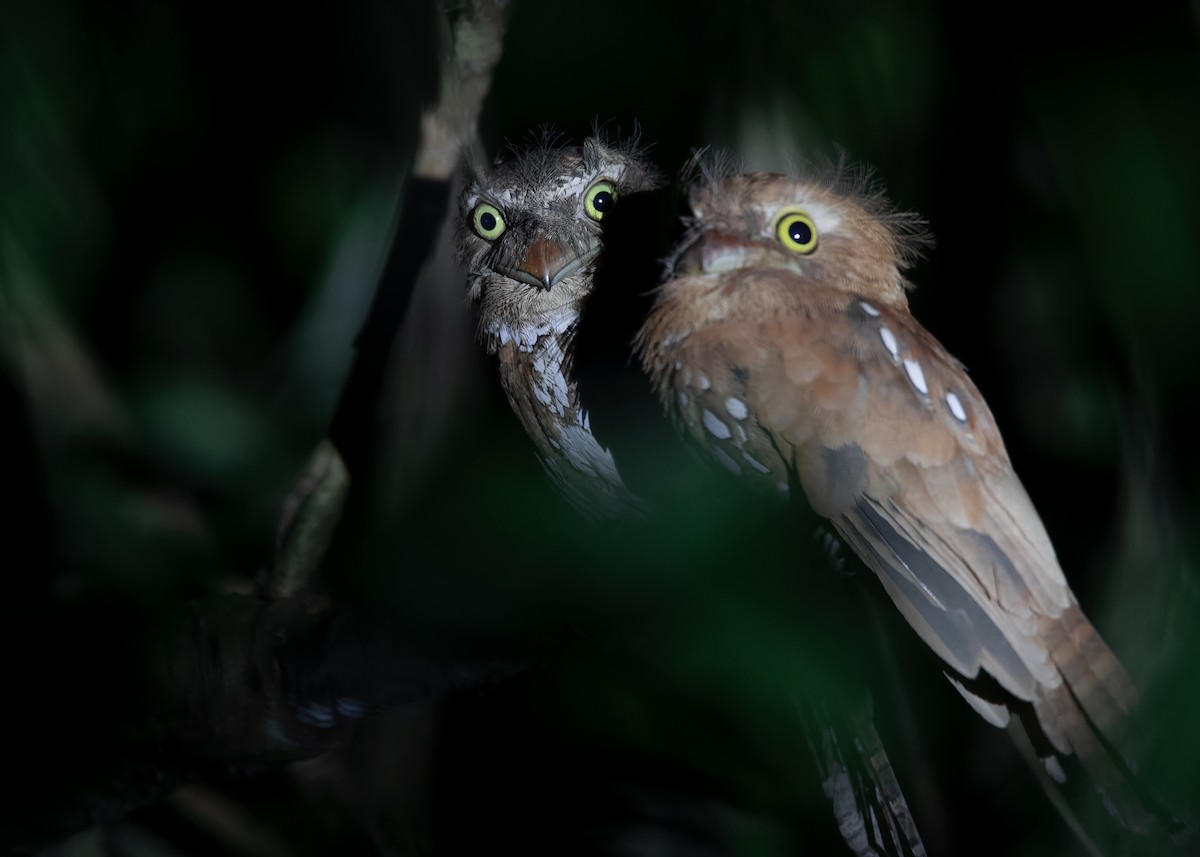 Palawan Frogmouth - ML559526171